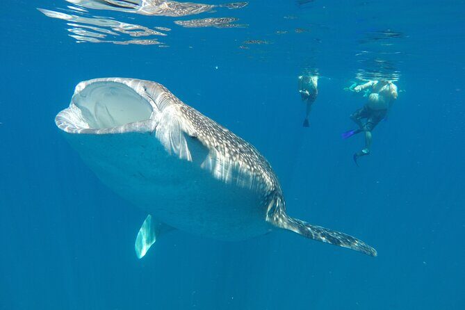 3 Hours La Paz Whale Shark First Class Snorkeling Tour - Why This Tour Matters