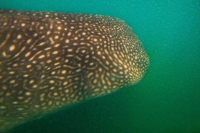 3 Hours La Paz Whale Shark First Class Snorkeling Tour - The Sum Up