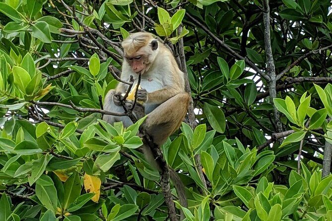 3 Hours Lagoon Tour to Monkey Island - Exploring the 3 Hours Lagoon Tour to Monkey Island: A Detailed Look