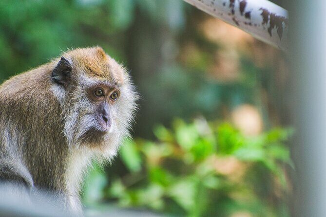 3 Hours Lagoon Tour to Monkey Island - Practical Considerations