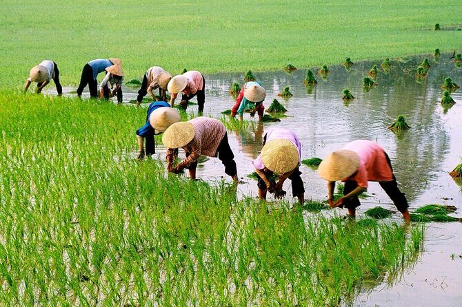 3 Hours Motorbike Tour in Hoi An Countryside. - Key Points