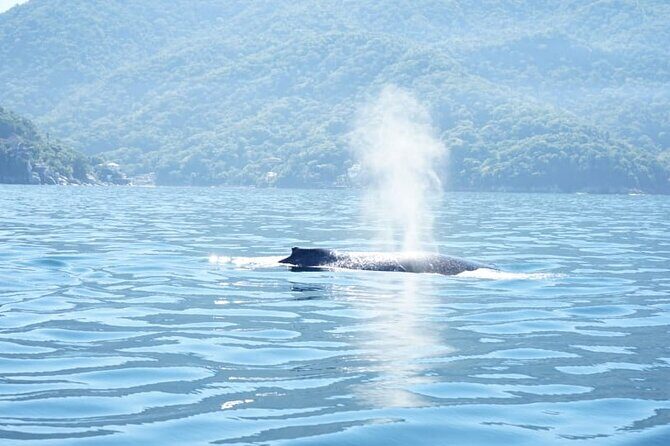 3 Hours of Whale Watching in Puerto Vallarta - Key Points