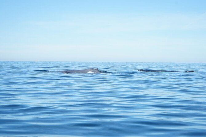3 Hours of Whale Watching in Puerto Vallarta - An Honest Breakdown of the Whale Watching Tour