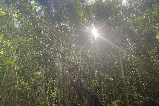 3 Hours Private Hiking and Bushwalking in the Aiea Loop Trail - What to Expect from the Aiea Loop Trail Hike