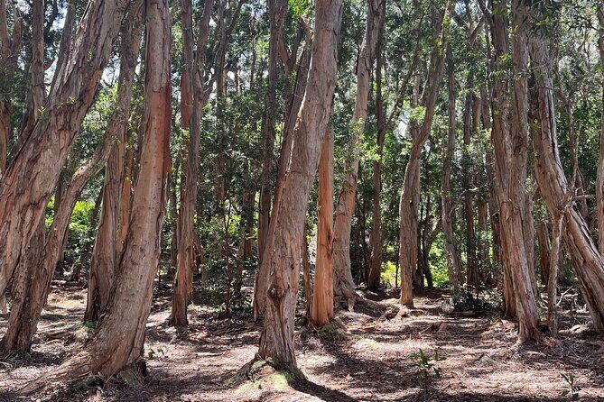 3 Hours Private Hiking and Bushwalking in the Aiea Loop Trail - The Experience Provider