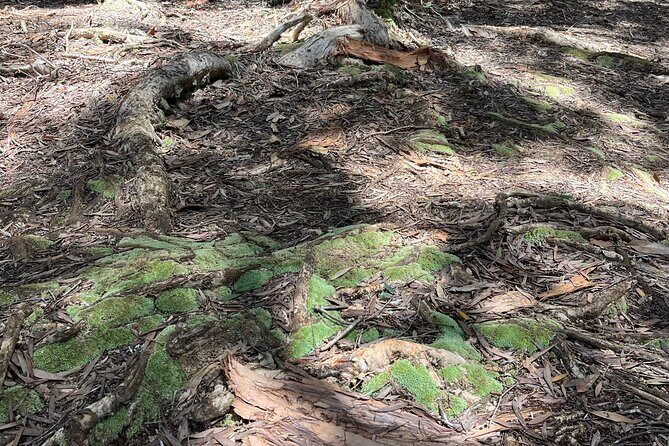 3 Hours Private Hiking and Bushwalking in the Aiea Loop Trail - Authenticity and Real Experiences