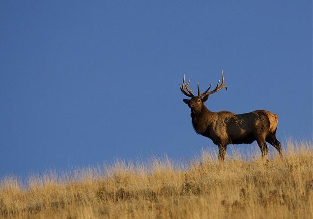 3-Hours Private Tour Grand Teton National Park & Jackson Hole - Discover the Wildlife of Grand Teton and Jackson Hole in a Private 3-Hour Tour