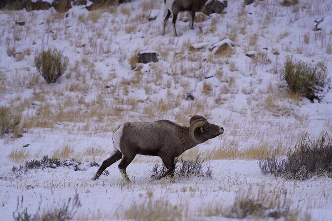 3-Hours Private Tour Grand Teton National Park & Jackson Hole - Final Thoughts
