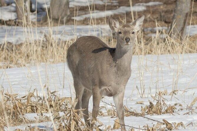 3 hours Snowshoe hike to "Furepe fall" and Wildlife Watching - A Detailed Look at the Furepe Fall Snowshoe Tour