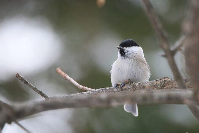 3 hours Snowshoe hike to "Furepe fall" and Wildlife Watching - Final Thoughts