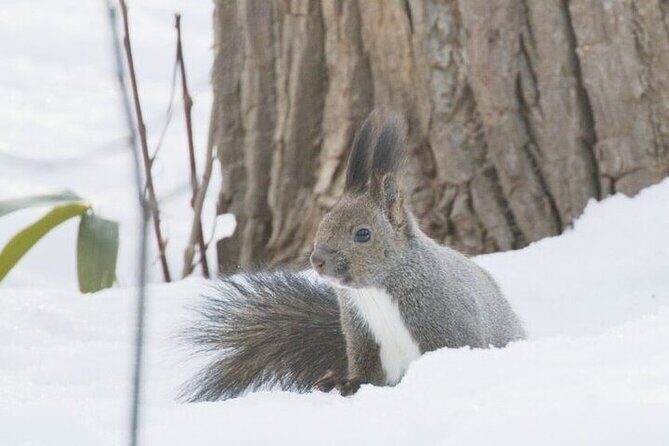 3 hours Snowshoe hike to "Furepe fall" and Wildlife Watching - FAQ