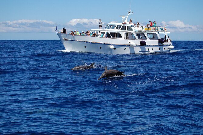 3 hrs Boat Excursion for whale watching from Valle GR (La Gomera) - Final Thoughts: Is It Worth It?