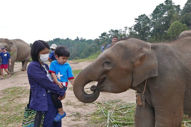 3-in-1: Doi Inthanon Tour, Elephant Sanctuary, and Trekking Trail - Key Points