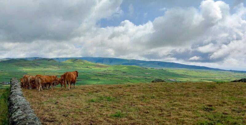 3 in 1 Tour from The Mountain to Cave with Wine - Final Thoughts: Is It Worth It?