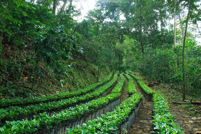 3 Levels of Huatulco the coffee you've been looking for - FAQ