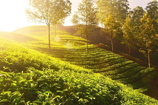 3 Nights Private Kerala Premium Package by Sanguine Holidays - Frequently Asked Questions