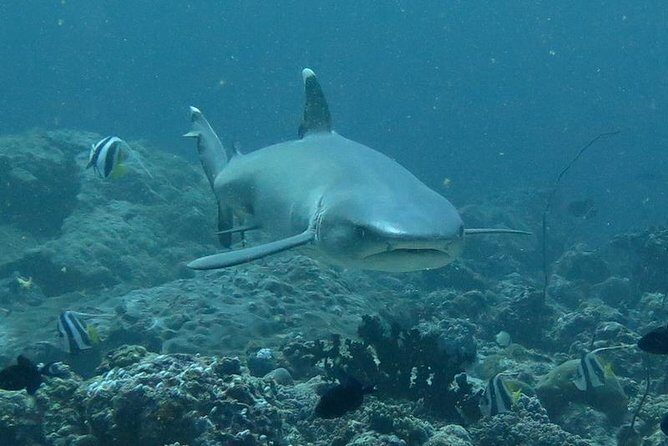 3 Point Snorkeling Safari - The Value of the Tour