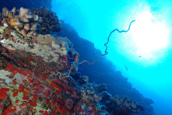 3-Tank Dive Featuring the Molokini Crater - Value and Pricing