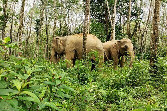 30-Minutes Guided Tour & Transfer to Khaolak Elephant Sanctuary - What to Expect from the Tour