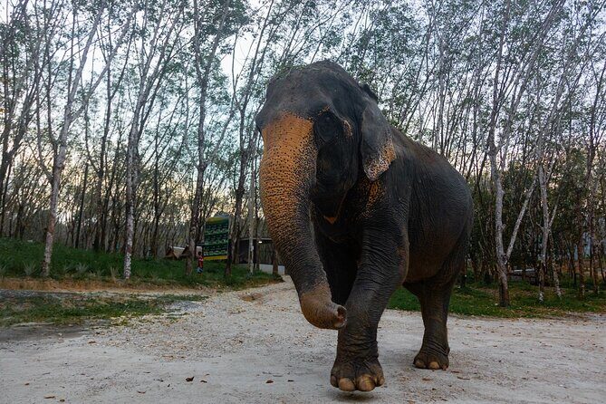 30-Minutes Guided Tour & Transfer to Khaolak Elephant Sanctuary - Who Should Book This Tour?