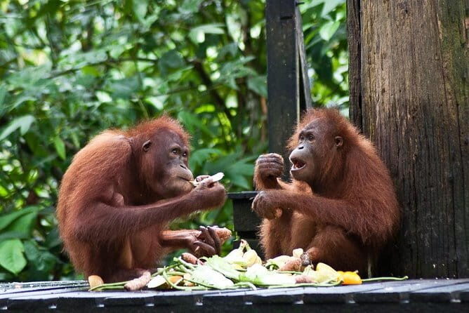 3D2N Kinabatangan River Cruise - Final Thoughts