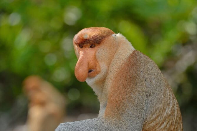 3D2N Kinabatangan River Cruise - FAQ