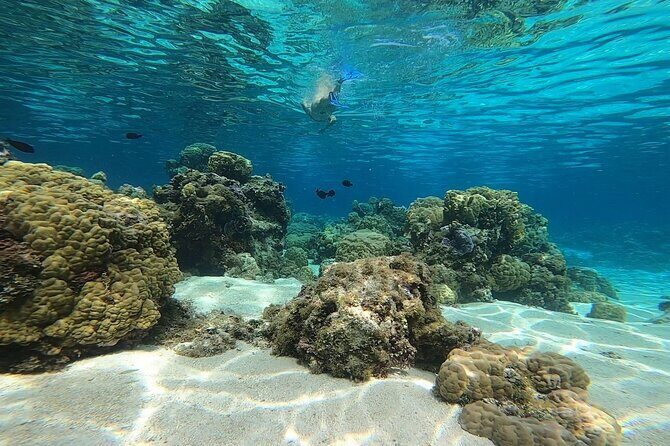 3h dolphin and snorkeling tour in a wild lagoon with Mobydick - A Deeper Look at the Tour Experience