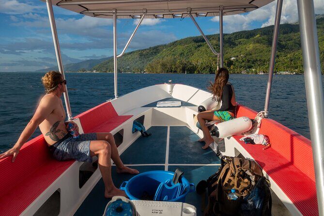 3h dolphin and snorkeling tour in a wild lagoon with Mobydick - Final Thoughts: Who Will Love This?