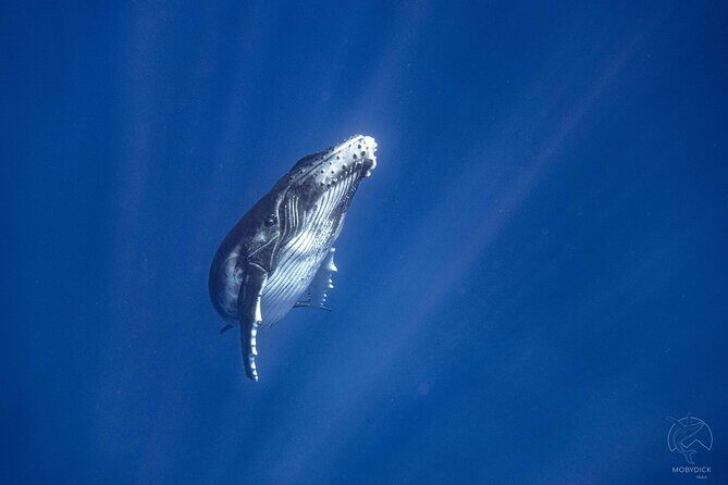 3h dolphin and snorkeling tour in a wild lagoon with Mobydick - FAQ