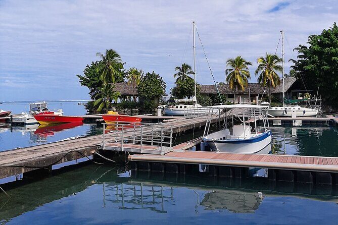 3h dolphin and snorkeling tour in a wild lagoon with Mobydick - In Closing