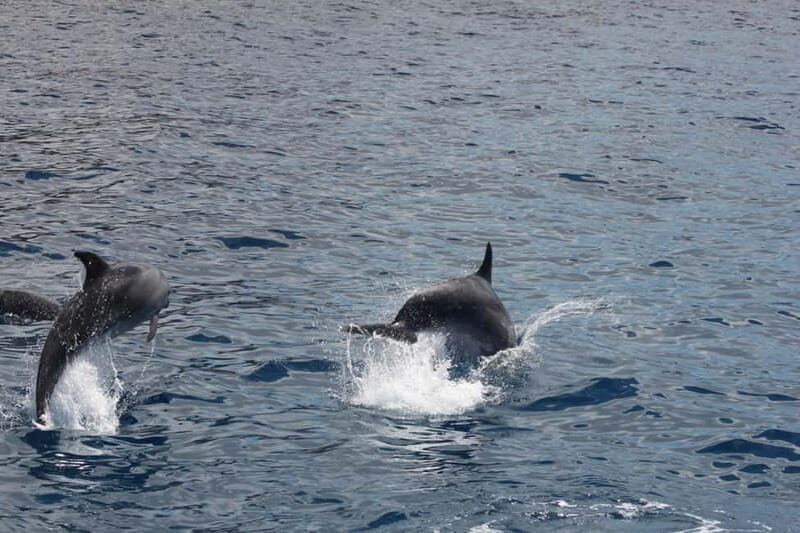 3H Shared Barrier-Free Cruise with Turtles Dolphins & Whales - An Honest Look at the Barrier-Free Marine Adventure