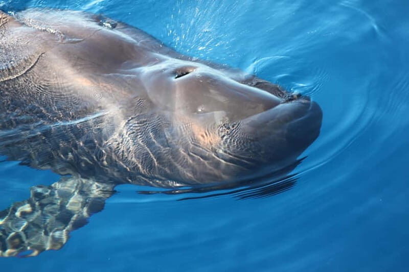 3H Shared Barrier-Free Cruise with Turtles Dolphins & Whales - Who Will Love This Tour?