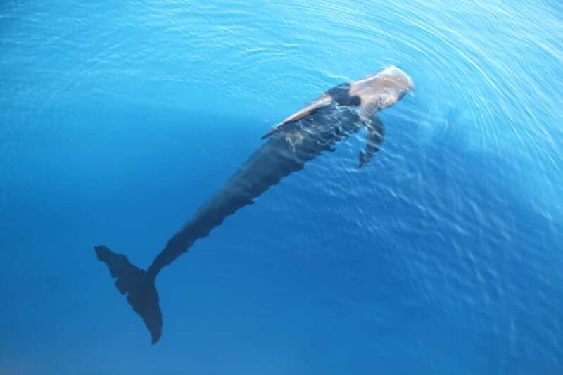 3H Shared Barrier-Free Cruise with Turtles Dolphins & Whales - FAQ