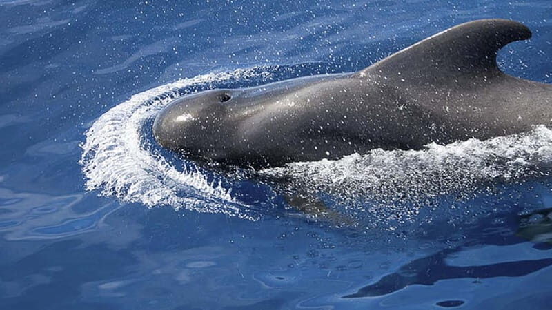 3h Whale Watching Private tour Beneteau Oceanis 440 - What’s Included and Practical Details