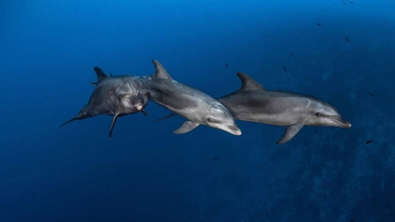 3h Whale Watching Private Tour Costa Adeje Lina7 Mizendoha - The Setting and the Boat