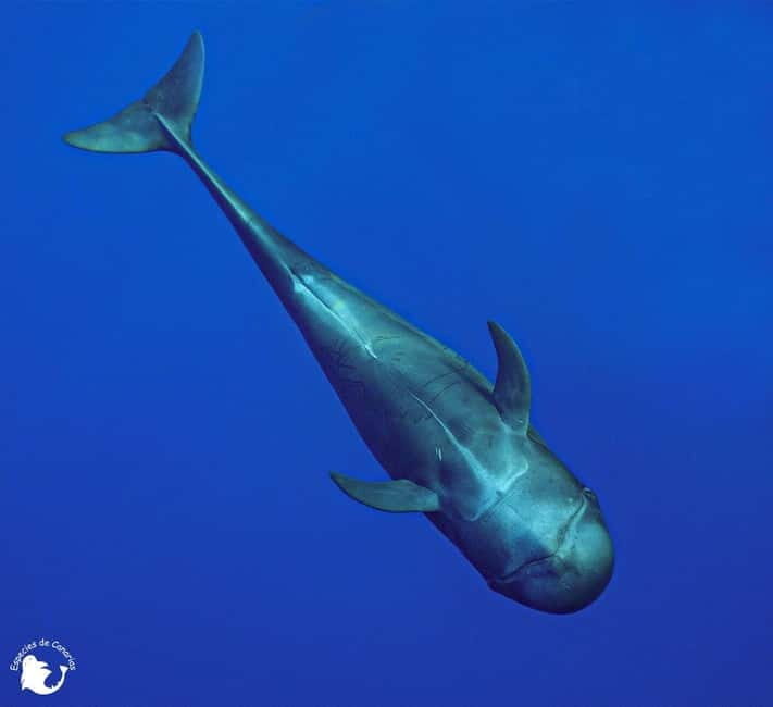 3h Whale watching Share Tour Costa Adeje Lina7 Mizendoha - FAQs