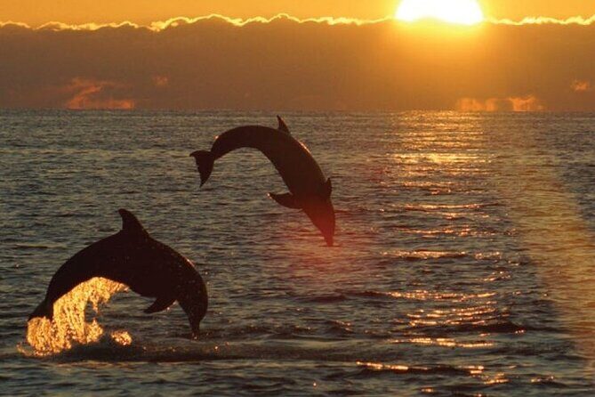 3hours all inclusive Sunset&Dolphin Tour from Medulin on Sandra - Key Points