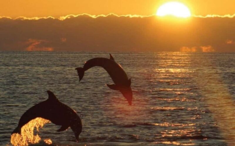 3hours Dolphin Sunset watching with unlimited drinks +dinner - Who Will Love This Tour?