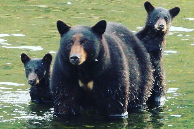 3hr Custom Private Tour of Ketchikan (4 People) Wildlife + More - Who Is This Tour Best For?