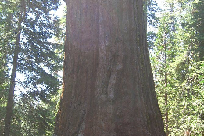 4 Day Death Valley, Yosemite, San Francisco from Las Vegas Camp or Lodge - Authentic Experiences & Practical Tips