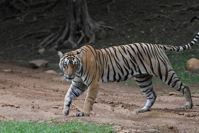 4 Day Golden Triangle Tour With Ranthambore Tiger Safari - Key Points