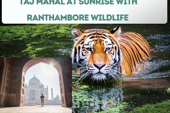 4 Day Golden Triangle Tour With Ranthambore Tiger Safari India - FAQ