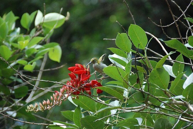 4-Day Jungle Experience in Taman Negara from Kuala Lumpur - Practical Insights & What to Expect