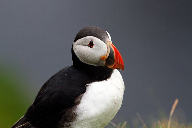4 Day Mull, Iona and Staffa Puffin Experience from Edinburgh - A Practical, In-Depth Look at the Itinerary and Experience