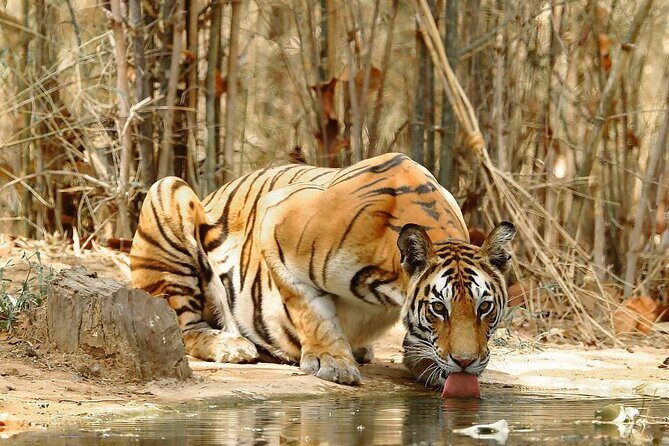 4-Day Private Delhi, Agra & Jaipur with Ranthambore Tiger Safari - Day 1: Delhi’s Highlights & Cultural Landmarks