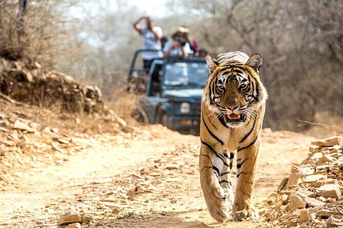 4-Day Private Ranthambhore Tiger Tour Including Delhi, Agra and Jaipur - Key Points