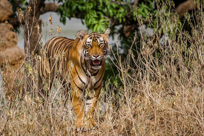 4-Day Private Ranthambhore Tiger Tour Including Delhi, Agra and Jaipur - Considerations and Practical Tips