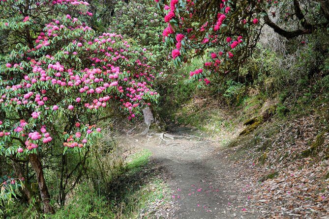 4-Day Private Trekking Experience to Poon Hill and Ghandruk - Authentic Reviews and Insights