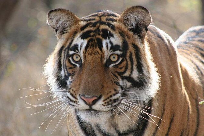 4-Day Ranthambore Tiger Safari Tour to Agra and Jaipur from Delhi - An In-Depth Look at the Itinerary and What to Expect