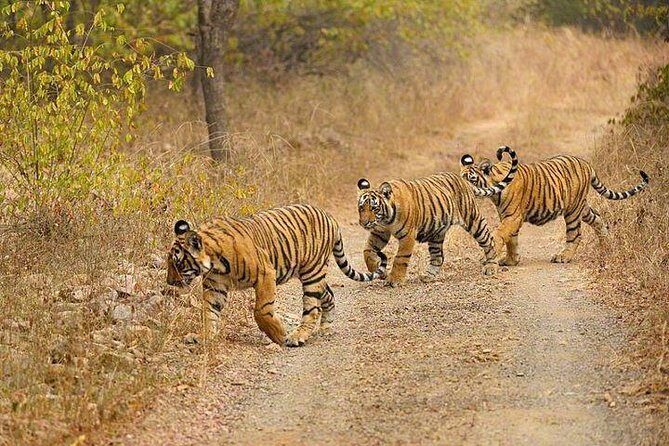 4-Day Ranthambore Tiger Safari Tour to Agra and Jaipur from Delhi - FAQs